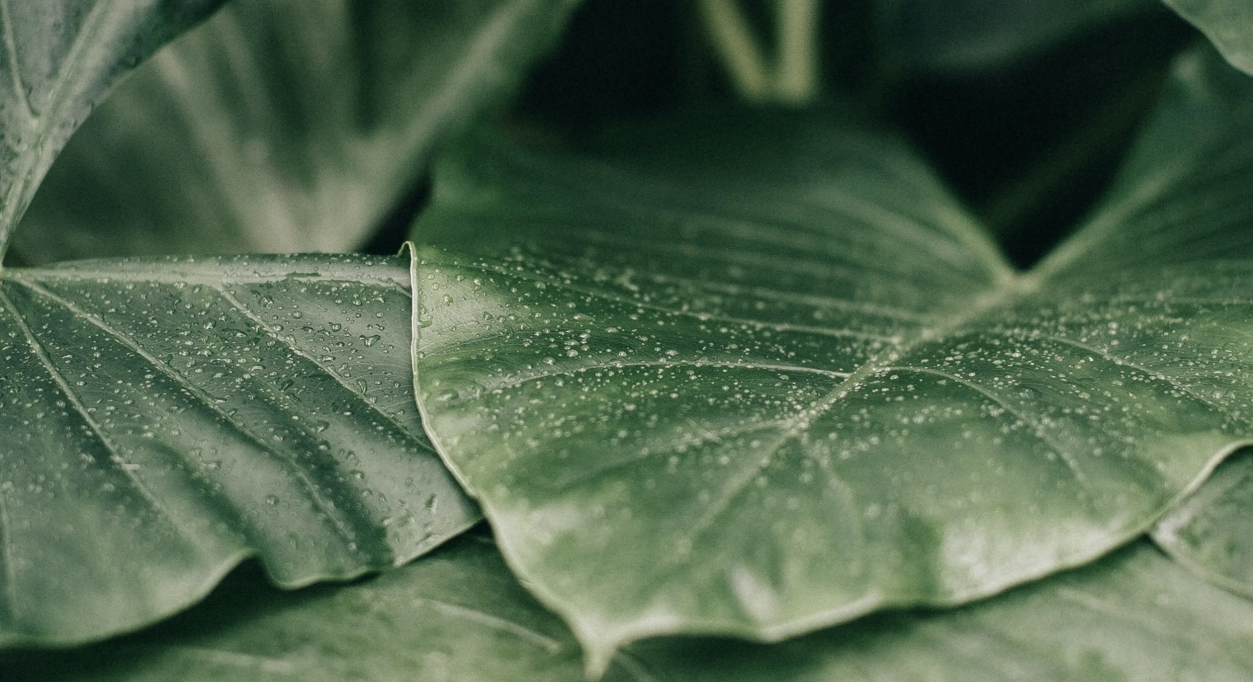 Quantum Bio BR Summit: Brasil dá um passo à frente em biologia quântica